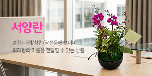 서양란