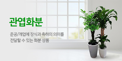 관엽식물