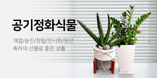 공기정화식물